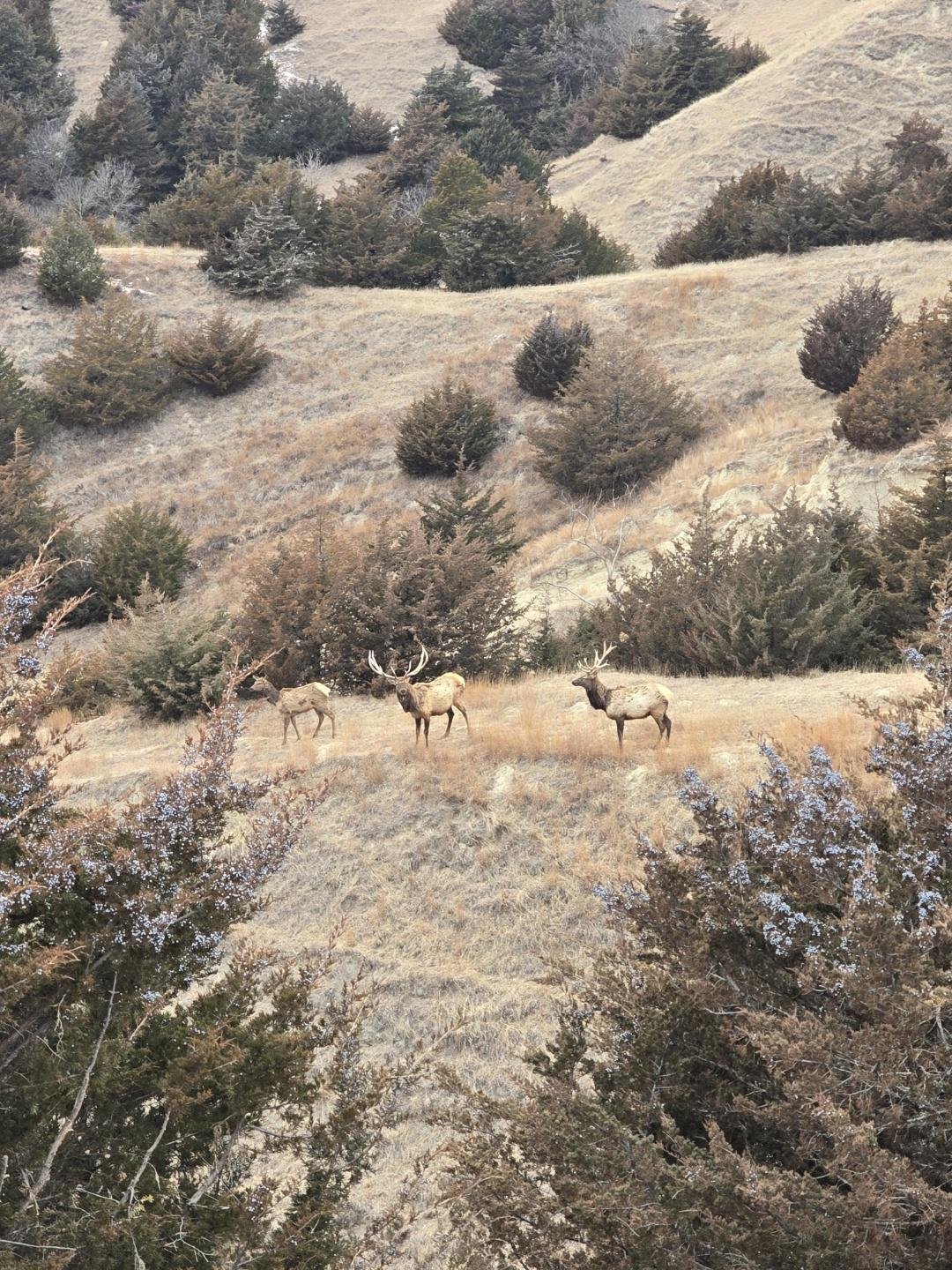 Canyon No. 58 elk